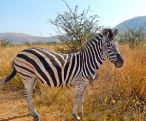 18may15 - drive - Zebra
